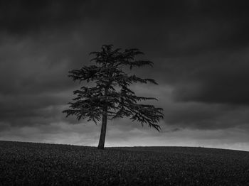 Tree on field against sky