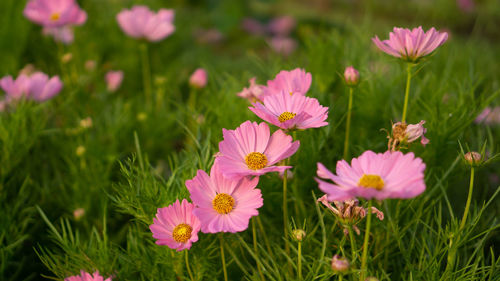 Close-up of pink flowering plants on field