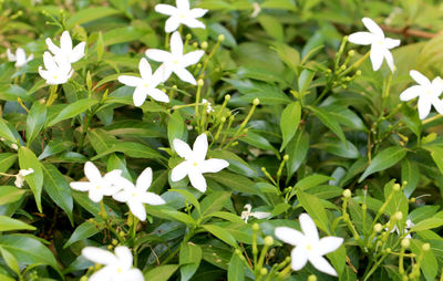 Close-up of white flowering plants