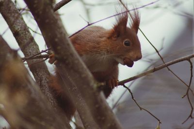 Close-up of squirrel on branch