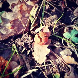 High angle view of dry autumn leaves