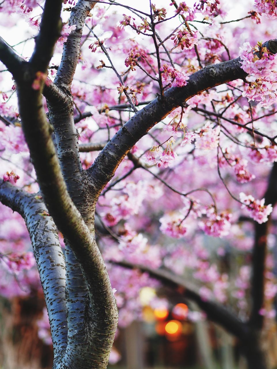 tree, growth, nature, pink color, fragility, branch, beauty in nature, flower, springtime, blossom, outdoors, freshness, close-up, day, no people, cherry tree, cherry blossom, low angle view, sky, rhododendron, plum blossom, flower head