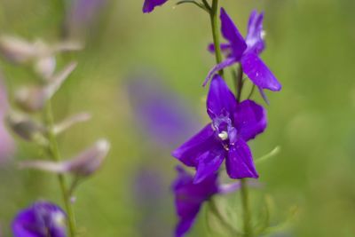 Close-up of purple flowers