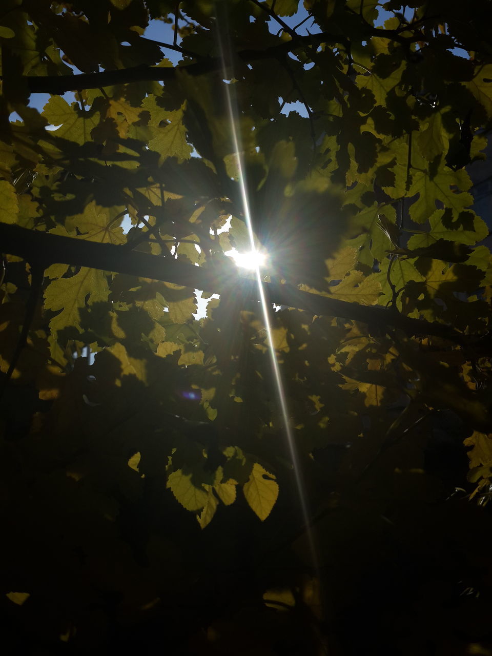 sunbeam, sun, tree, sunlight, leaf, lens flare, low angle view, growth, nature, branch, tranquility, sunny, beauty in nature, day, outdoors, no people, bright, green color, leaves, forest