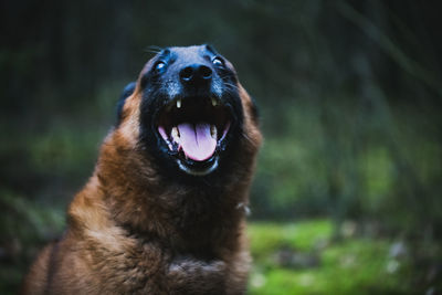 Close-up of a smiling dog