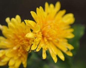 Close-up of yellow flower