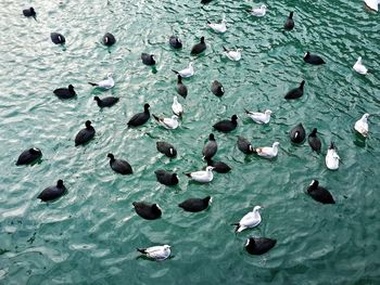 High angle view of ducks swimming on lake