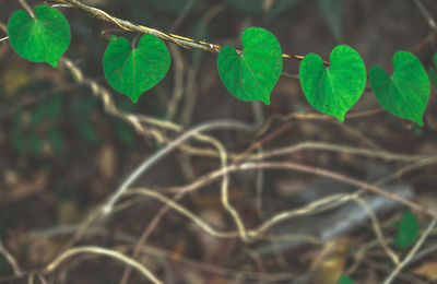 Close-up of green leaves on plant