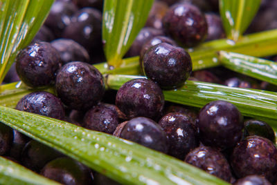 Full frame shot of fruits açaí 