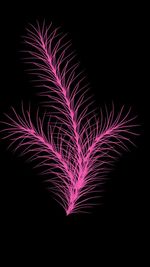Firework display over black background