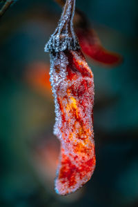 Close-up of red berries hanging on water