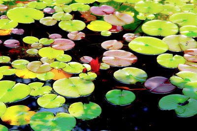 Leaves floating on water