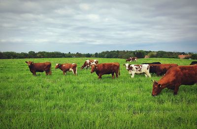 Cows standing in field