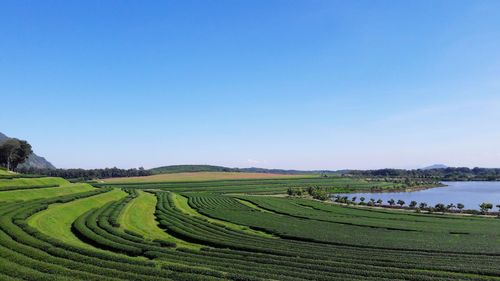 Scenic view of agricultural field against clear sky