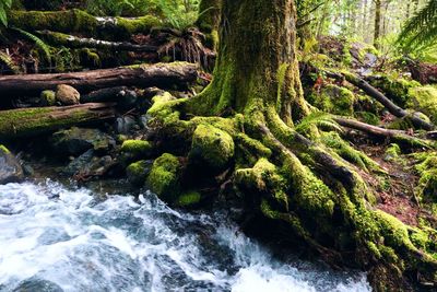 Scenic view of river flowing in forest