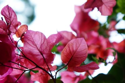 Close-up of red leaves