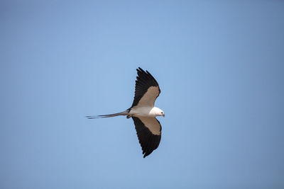 Swallow-tailed kite flies across a blue sky over tigertail beach on marco island, florida