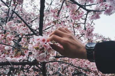 Cropped hand holding cherry blossoms on tree