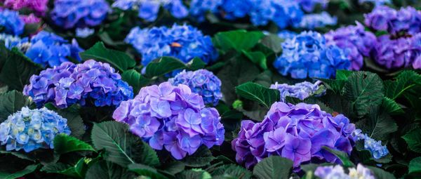 Close-up of purple flowering plants in park