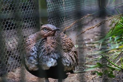 Large bird fenced in at zoo