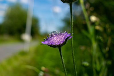 Close-up of purple flowering plant