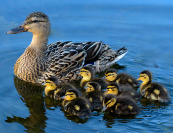 Ducks in lake