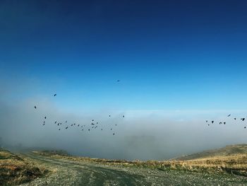 Flock of birds flying in the sky