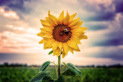 Close-up of sunflower