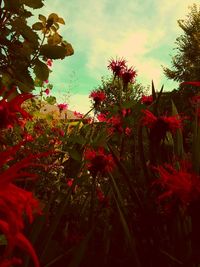 Close-up of red flowers blooming against sky
