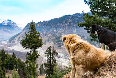 Close-up of sheep on mountain against sky