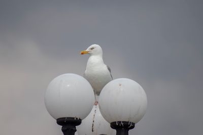 Close-up of seagulls perching on a bird