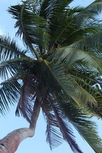 Low angle view of palm tree against sky