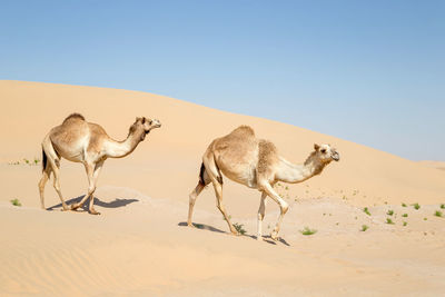 Two middle eastern camels walking in the desert