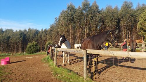 horse