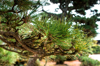 Low angle view of pine tree