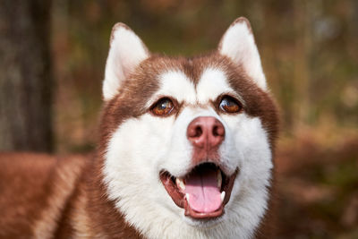 Close-up portrait of dog