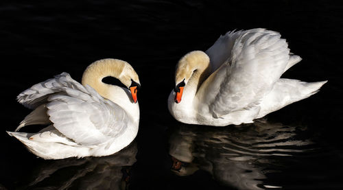 View of swans swimming in lake