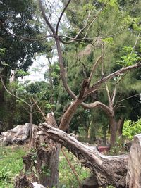 Trees in forest