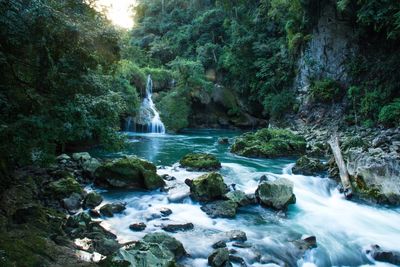 Scenic view of waterfall in forest