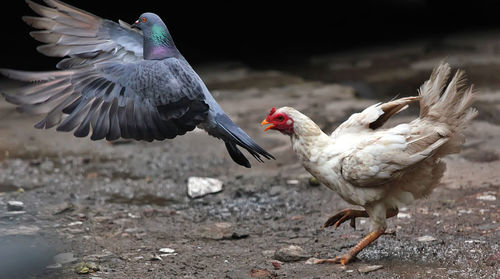 Side view of pigeon and chicken