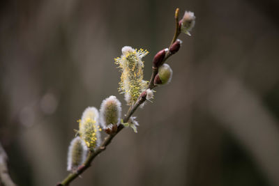 Close-up of flowering plant