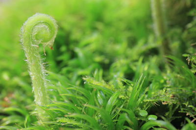 Close-up of grass growing in field