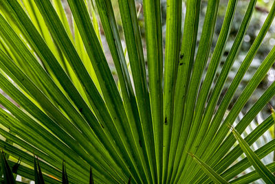 Full frame shot of palm tree