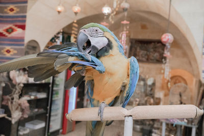 View of birds perching on metal