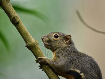 Closeup of a plantain squirrel