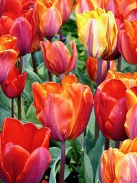 Full frame shot of red tulips