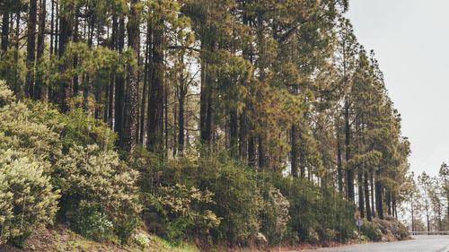 Trees in forest against sky