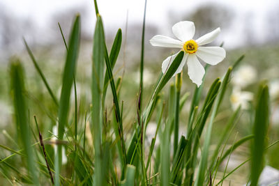 Close-up of white flowering plants on field