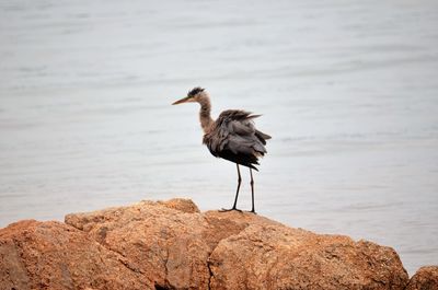 Bird perching on rock by sea