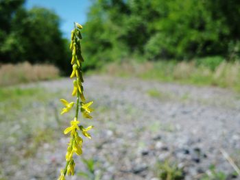 Close-up of plant growing in field